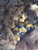 Bombus pascuorum